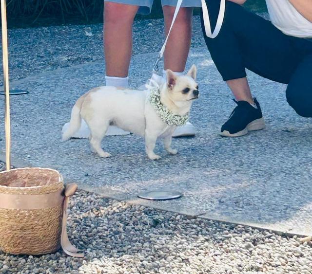 Wedding Dog Specialist Martina Ossola - 3