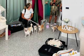 Wedding Dog Specialist Martina Ossola - 7