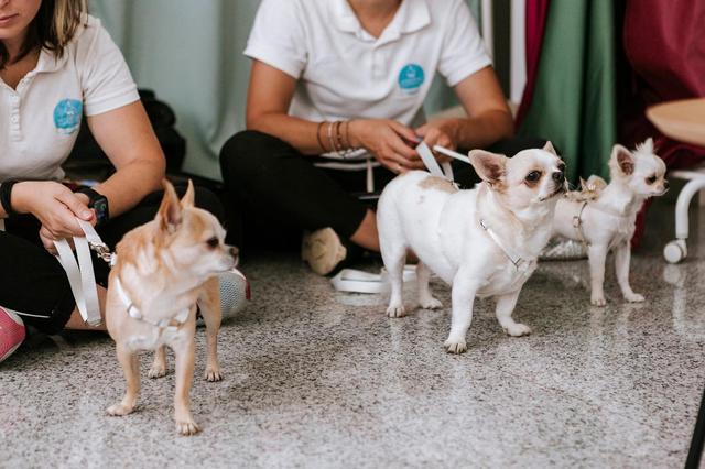 Wedding Dog Specialist Martina Ossola - 4