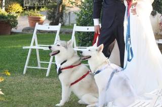 A&G Dogtrainer - 6