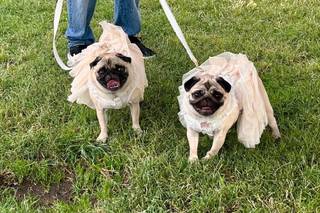 Davide - Wedding Dog Sitter - 9