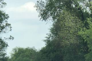 American Wedding Cars - 12