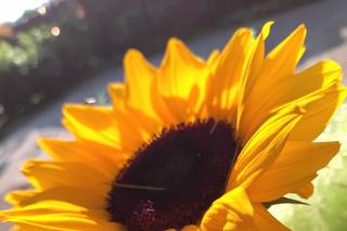 Euphoria Flower Design - 8