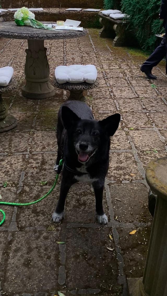 Le Cat e Dog Sitter - Wedding - 1