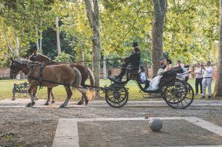 Gp Horses - 1