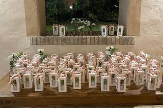 Gigi Piante Grasse - 8