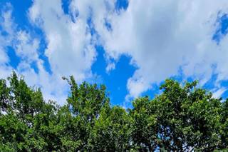 Il tè e la rosa - 26