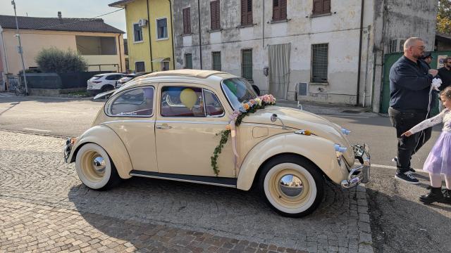 The Wedding Beetle - 1