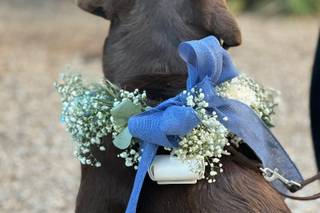 Asia's Friends Doggy Events - 17