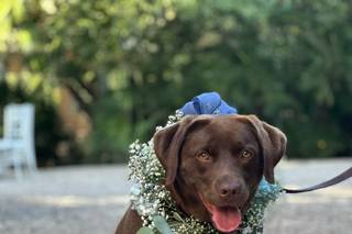 Asia's Friends Doggy Events - 18