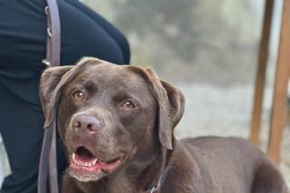 Asia's Friends Doggy Events - 19