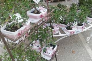 Bonsai-Do - 7