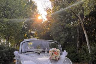 Beetle on dream - 5