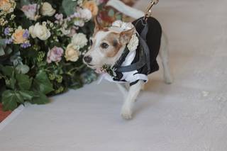 Maria Dog & Love Sitter - 5