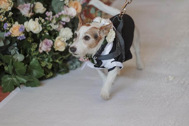 Maria Dog & Love Sitter - 1