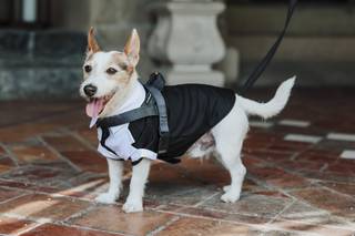 Maria Dog & Love Sitter - 6