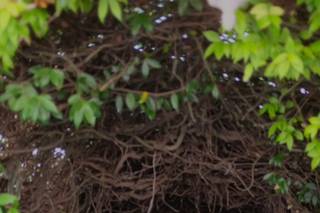 Vanilla Rose Studio - 6