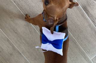 BowPawTie Accessori per Cani - 22