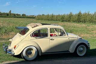 The Wedding Beetle - 5