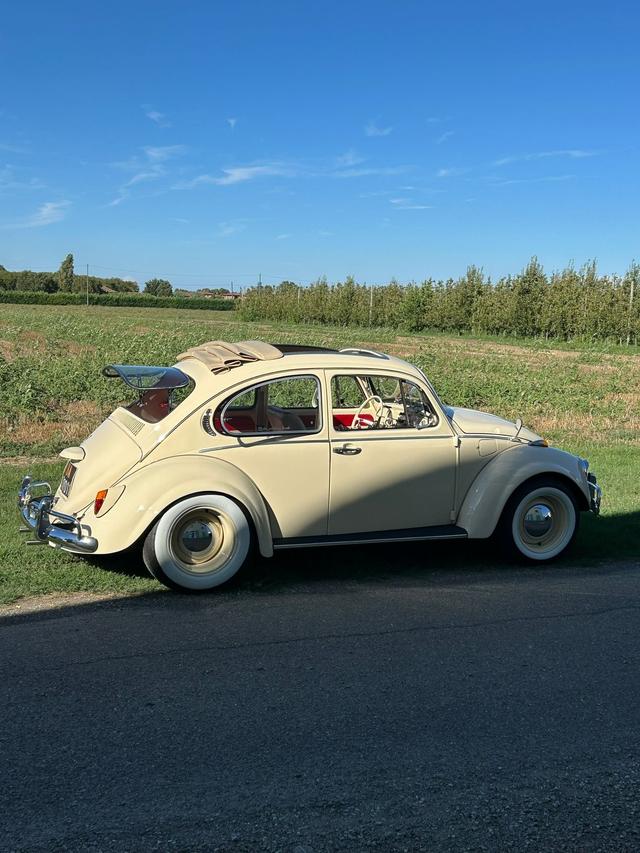 The Wedding Beetle - 2