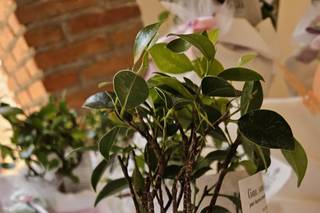 Voglia di Bonsai - 21