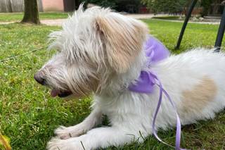 Wedding Dog Sitter Fido e Fedi - 6