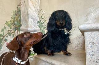 Oh my dog wedding - 12