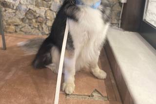 A Misura di Cane - Dog Sitter - 4