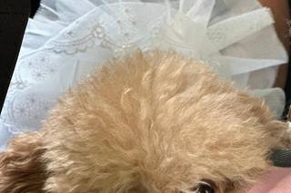Asia's Friends Doggy Events - 8