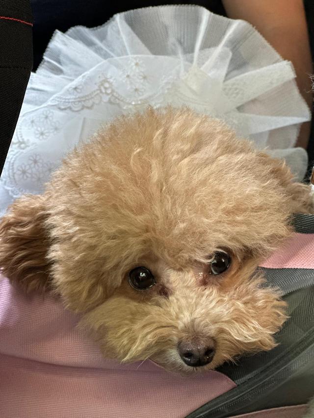 Asia's Friends Doggy Events - 4