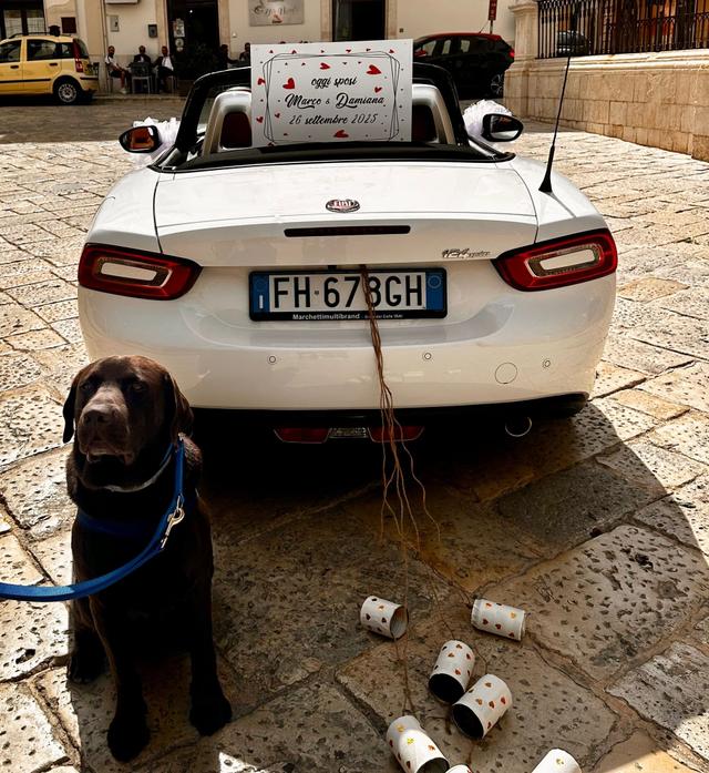 Luciana Dog Wedding Sitter - 1