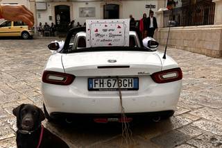 Luciana Dog Wedding Sitter - 6