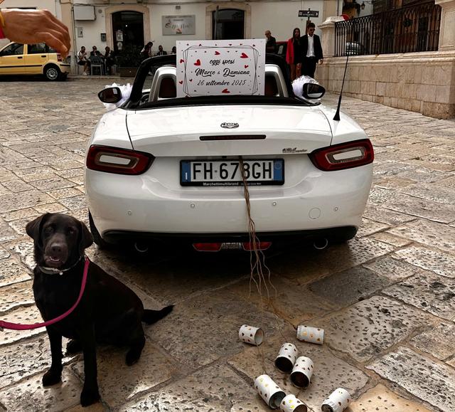 Luciana Dog Wedding Sitter - 3