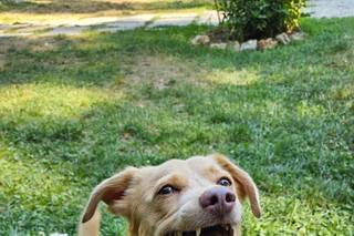 Dog Miss - 5