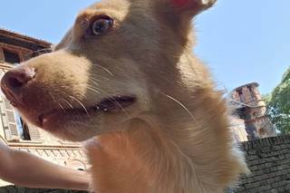 Dog Miss - 6