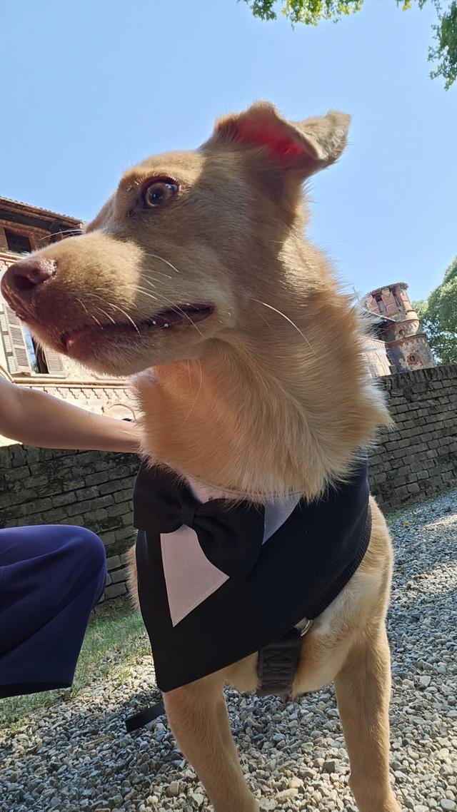 Dog Miss - 2