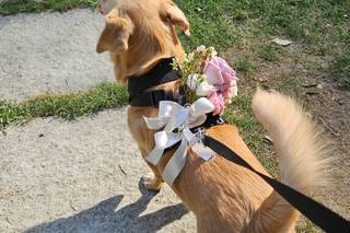Dog Miss - 7