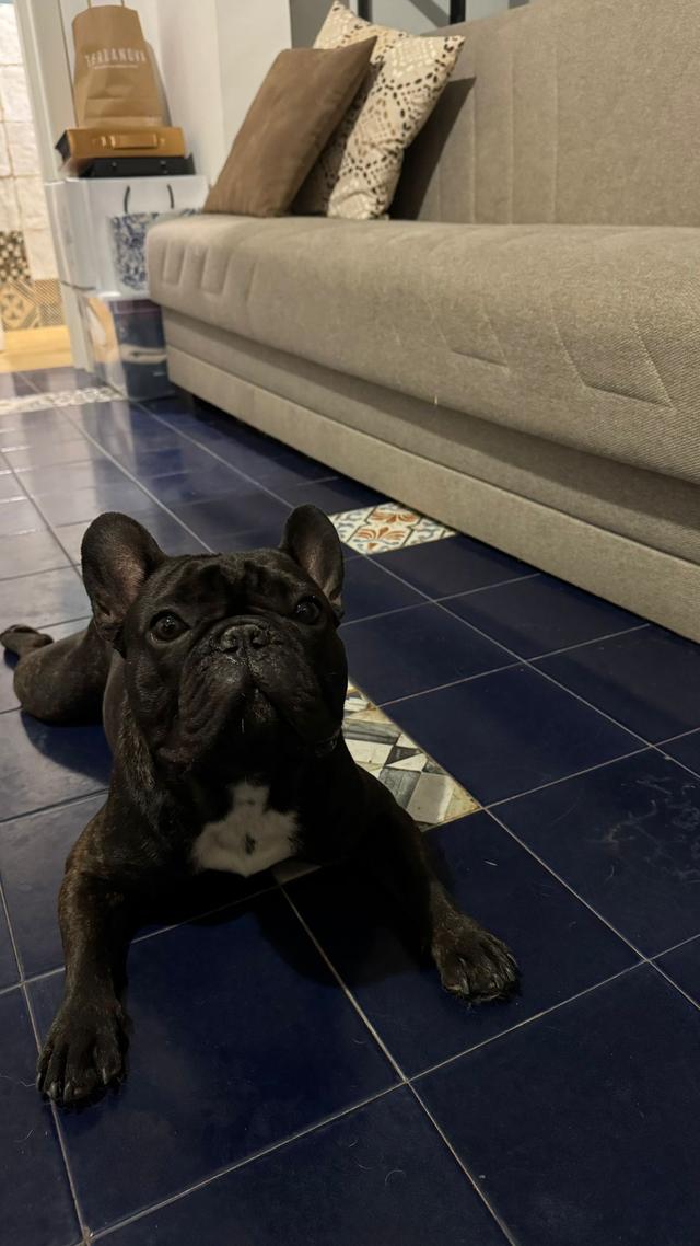 Laura Laporta - Wedding Dog Sitter - 1