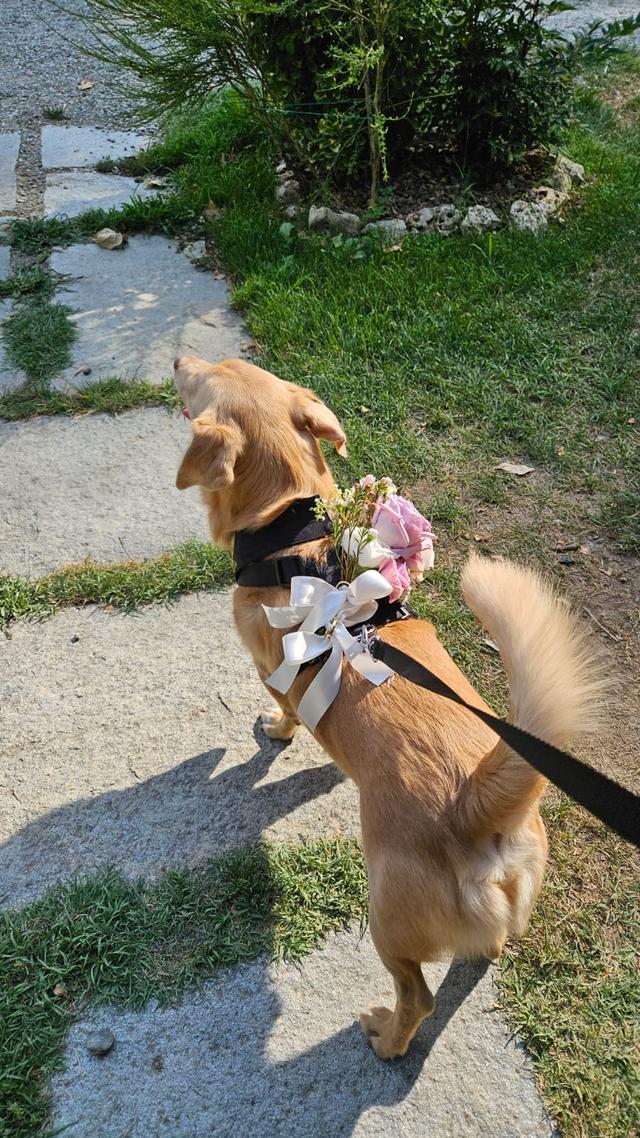 Dog Miss - 3