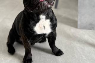 Laura Laporta - Wedding Dog Sitter - 17