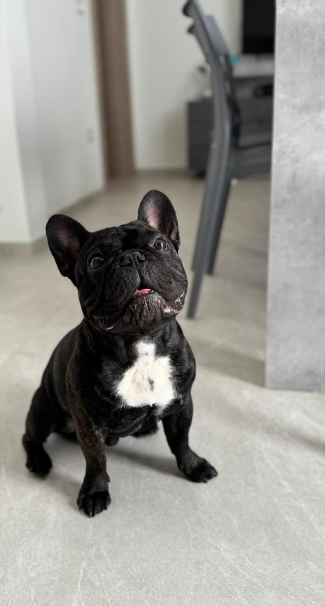 Laura Laporta - Wedding Dog Sitter - 3