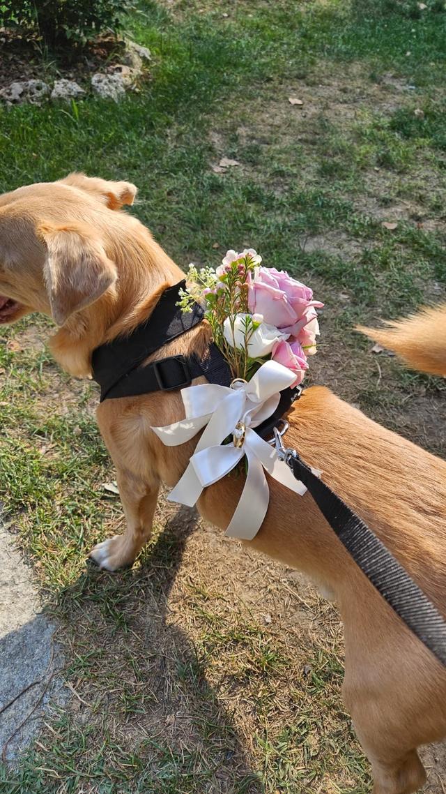 Dog Miss - 4