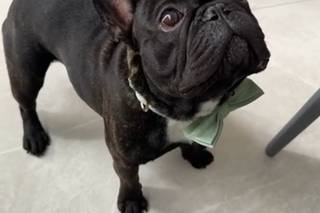 Laura Laporta - Wedding Dog Sitter - 18