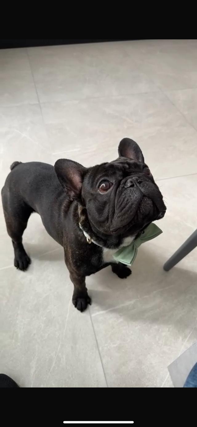 Laura Laporta - Wedding Dog Sitter - 4