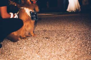 Wedding Dog Sitter - 5