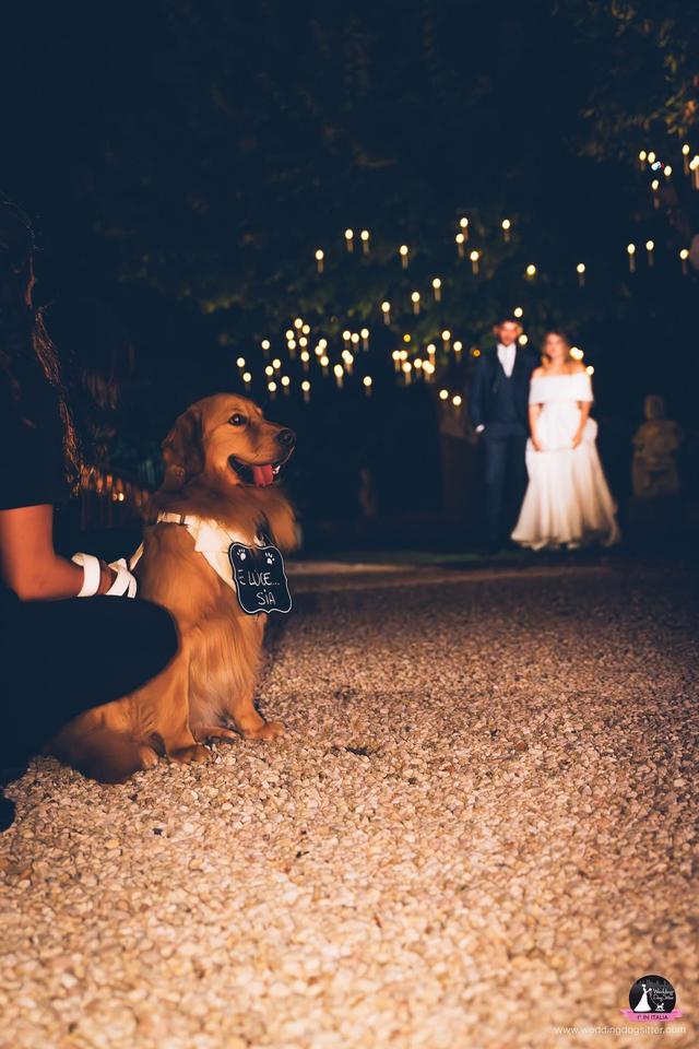 Wedding Dog Sitter - 2