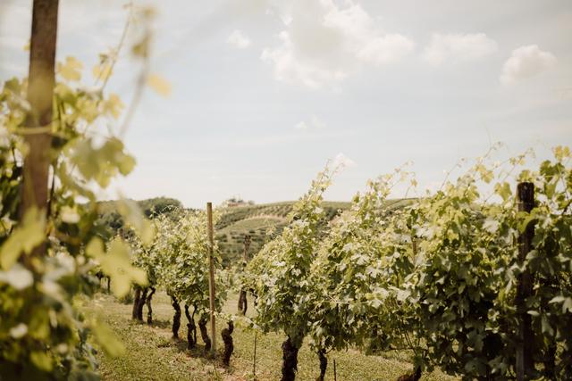 Tenuta La Cava - 4