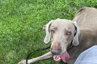 Ila Wedding Dog Sitter - 9