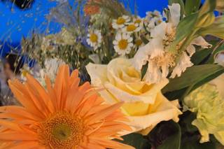 Montenero in Fiore - 5