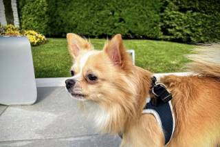Maria Dog & Love Sitter - 5